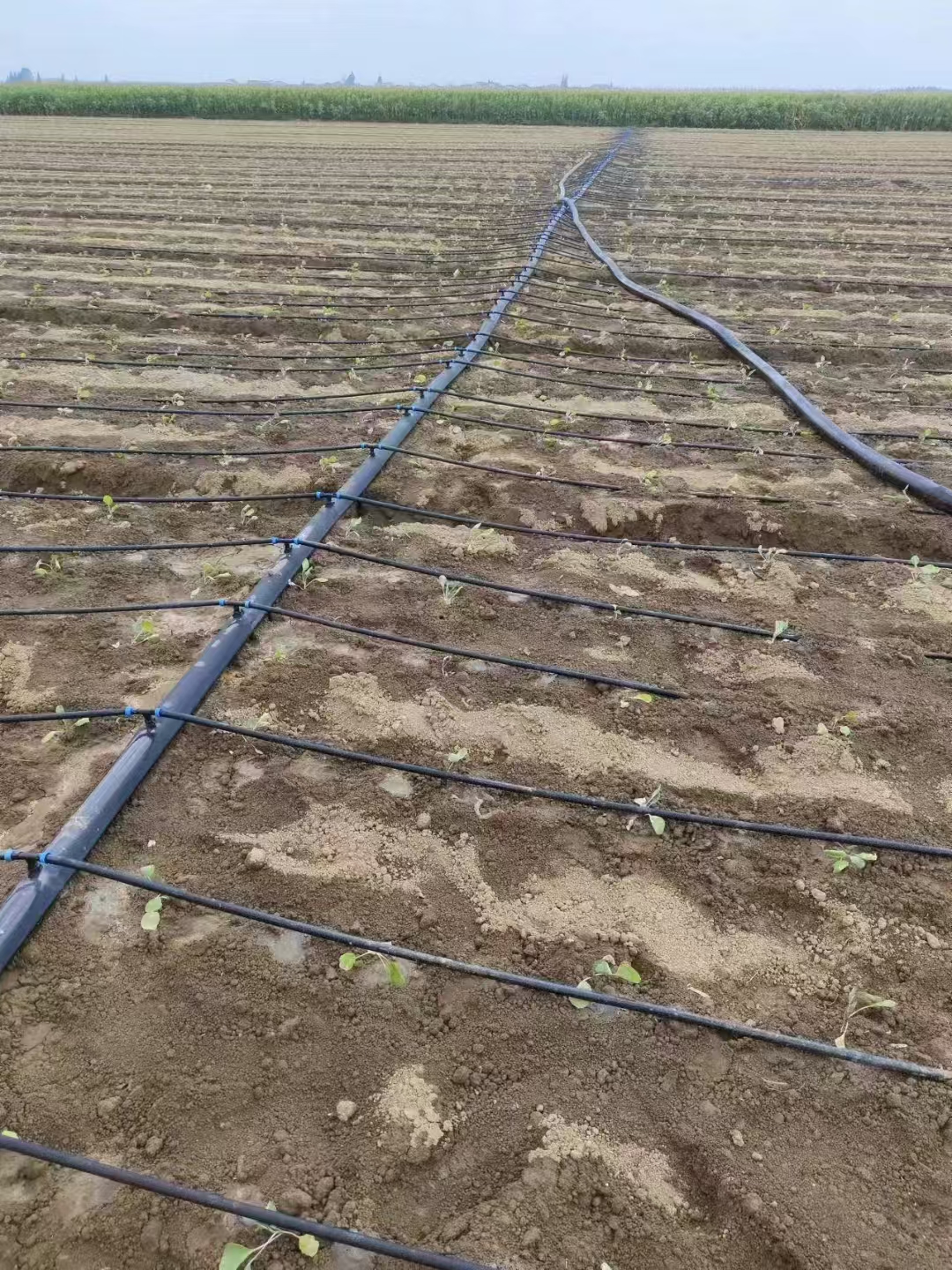 The Importance of Drip Tape Irrigation for Vegetable Crops: Benefits, Advantages, and Best Practices
