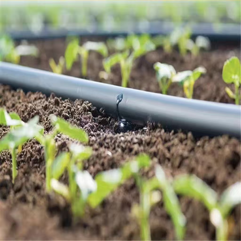The Benefits of Drip Irrigation for Corn Fields: Enhancing Crop Growth and Efficiency