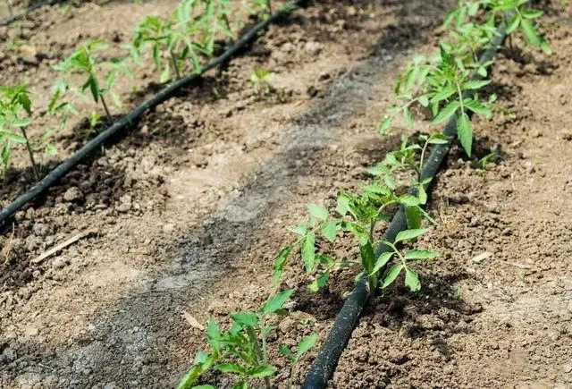 drip irrigation installation guide