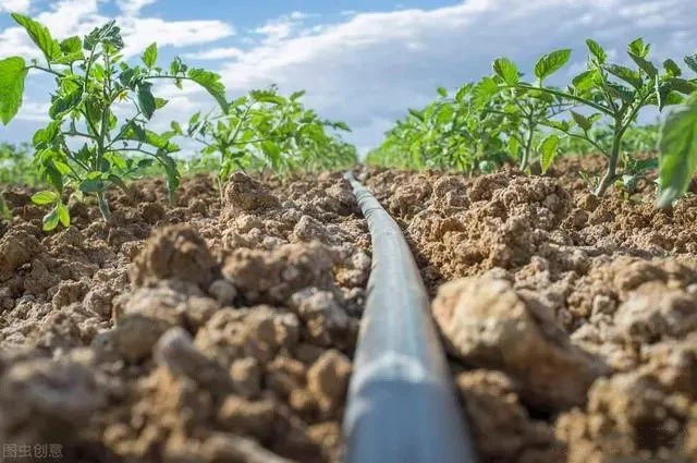 farmland drip tape installation