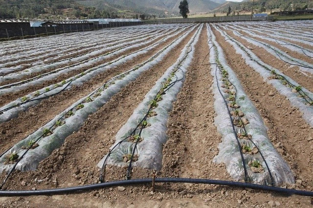 drip irrigation installation guide