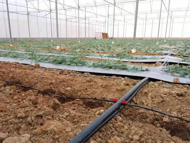 farmland drip tape installation