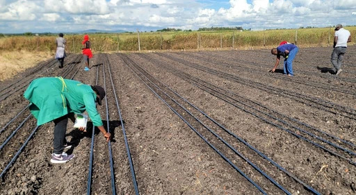 Why Farmers Choose Drip Irrigation?