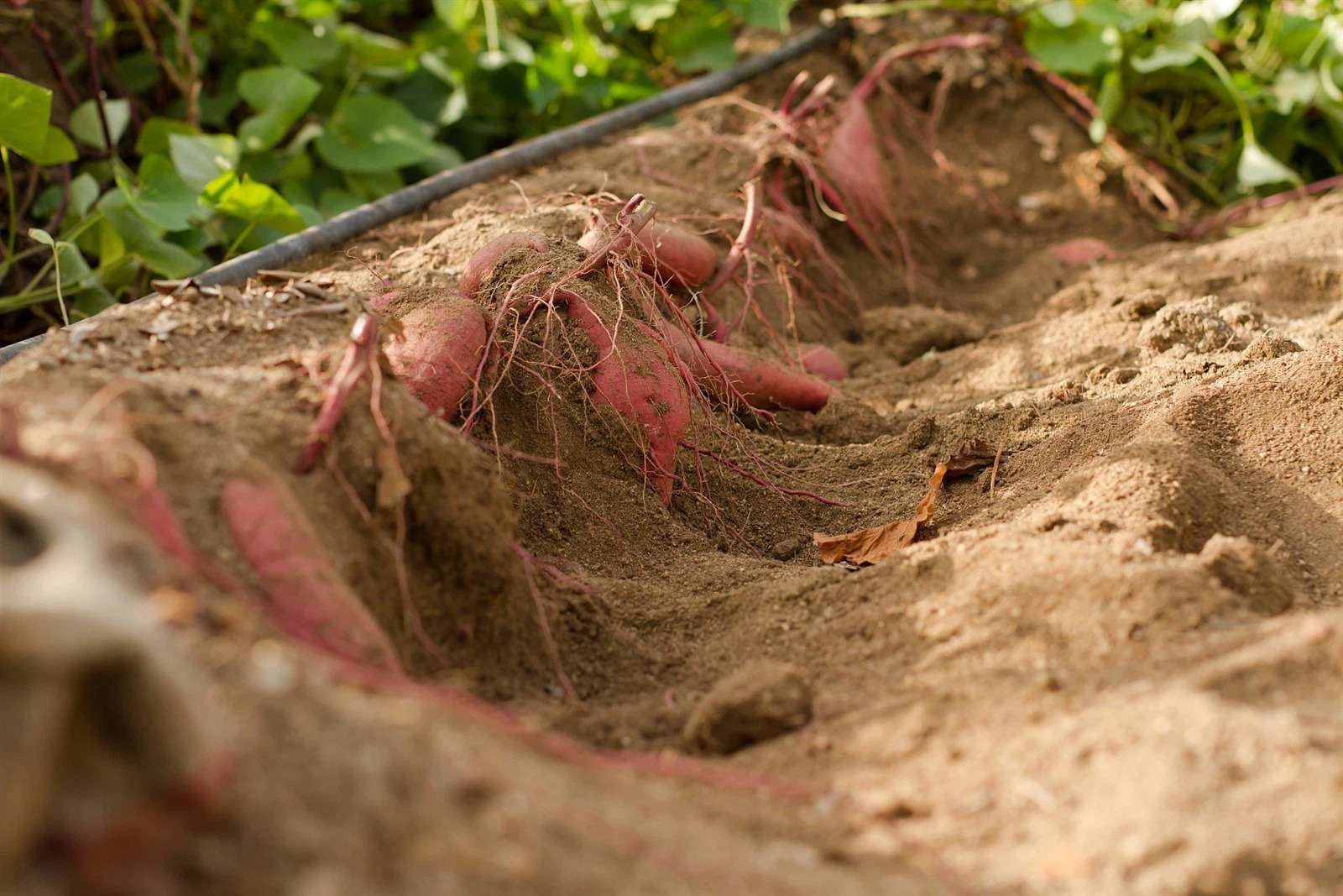 sweet potato farming