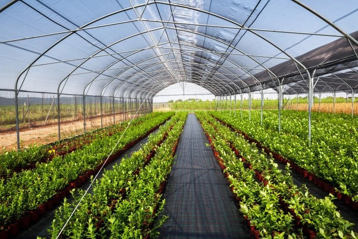 drip irrigation for greenhouse vegetables