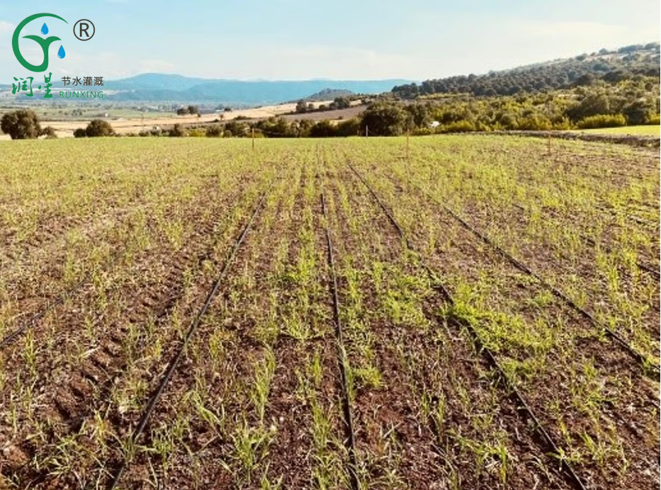 drip irrigation for rice