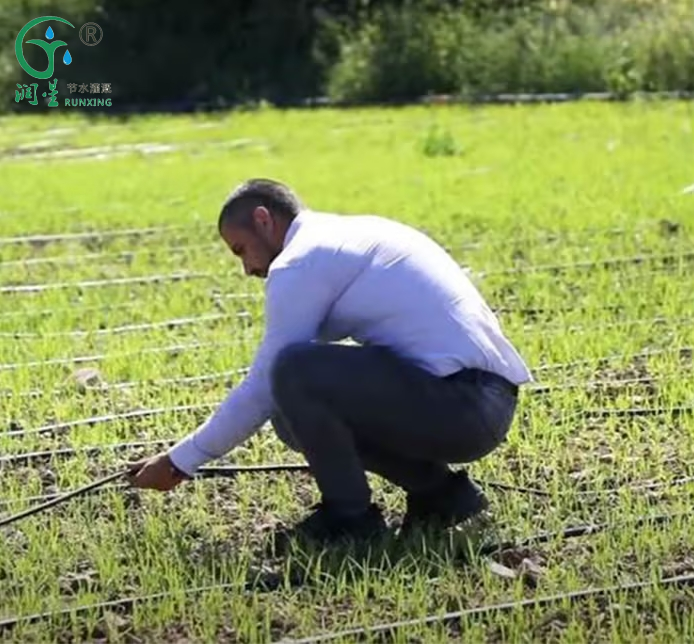 sustainable rice farming