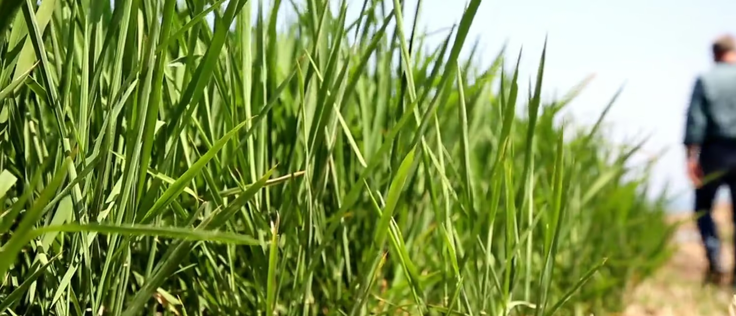 drip irrigation for rice