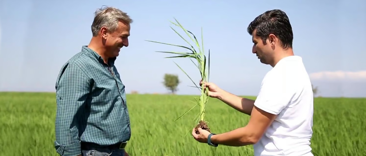 sustainable rice farming in Turkey