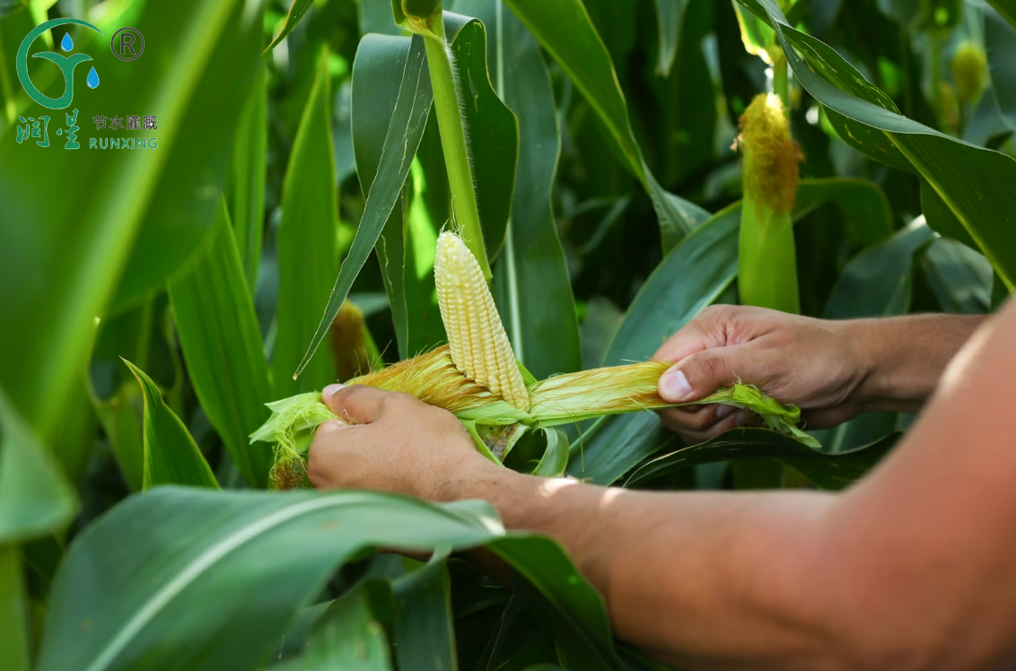 drip irrigation for corn