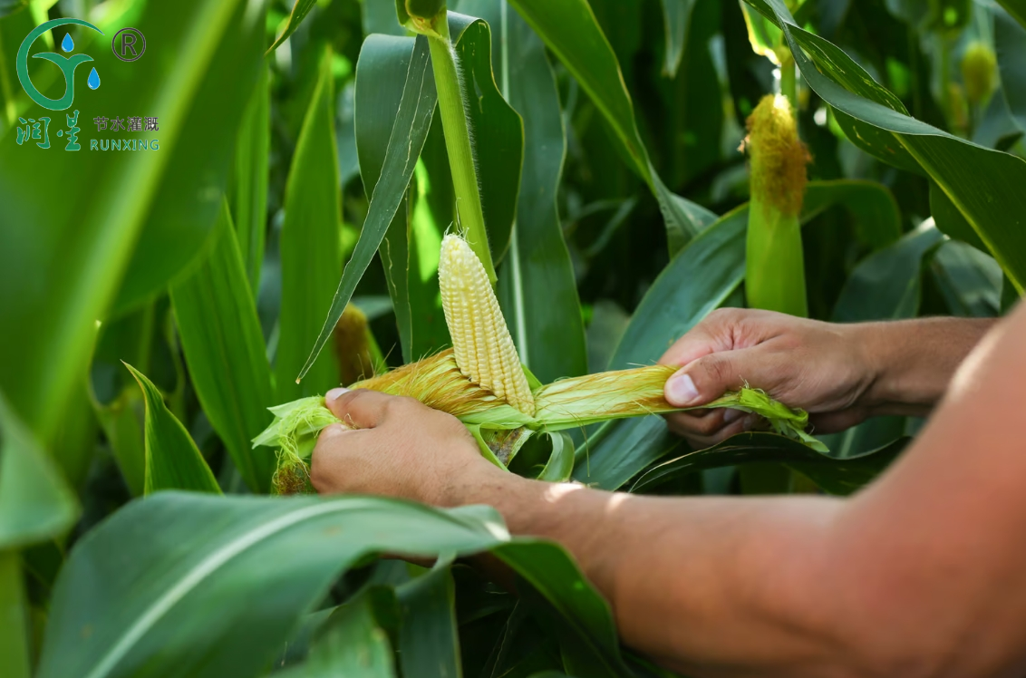 Increasing corn yields, while saving water