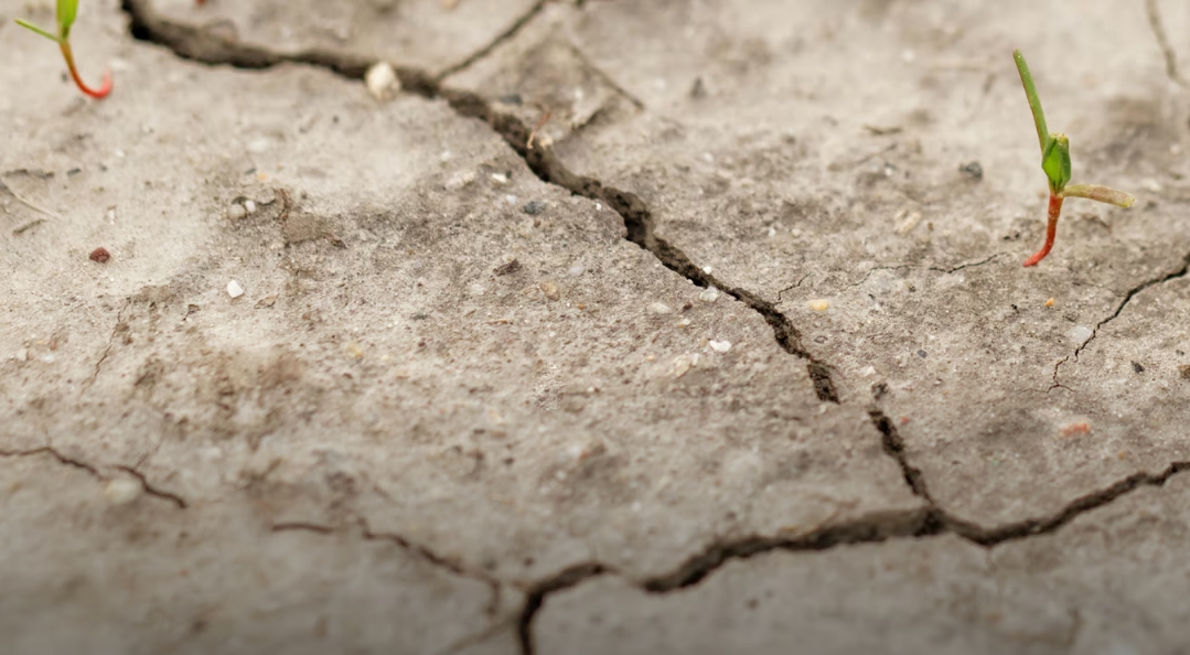 Is Soil Salinity a Threat to Our Food Security?