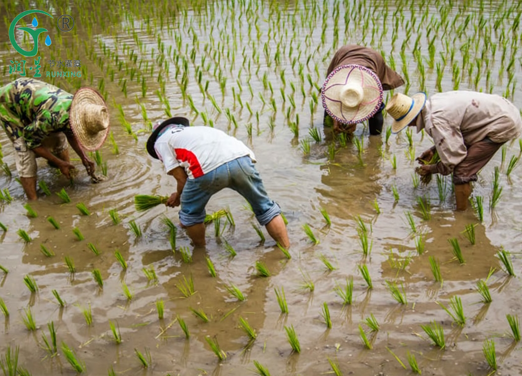 will-rice-save-the-world