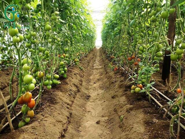 Drip Irrigation in Tomato Farming