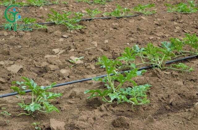 Which Irrigation Systems for Fruit Farming?