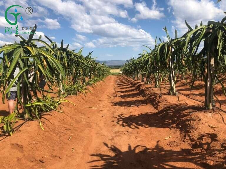 Dragon Fruit Irrigation Systems