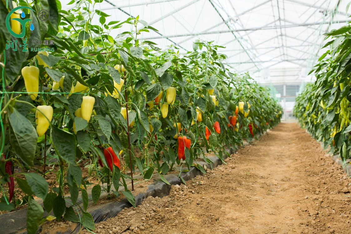 Capsicum Greenhouse Farming in the Americas