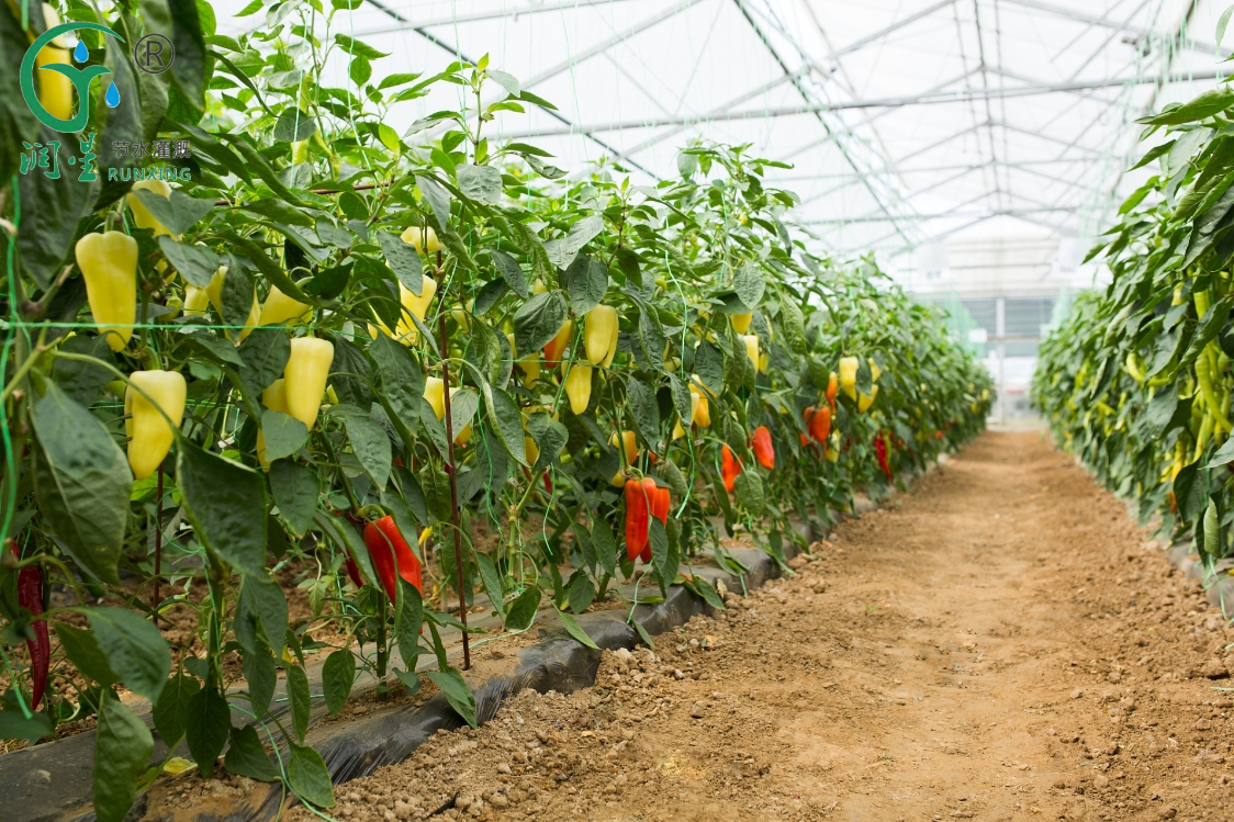 Capsicum greenhouse farming