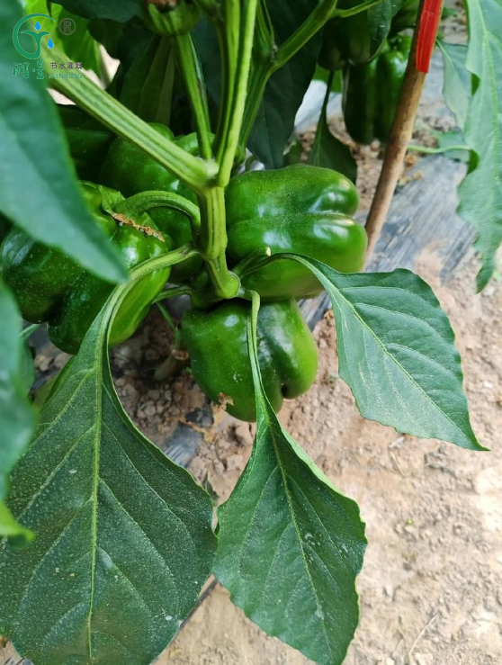 irrigation systems for capsicum