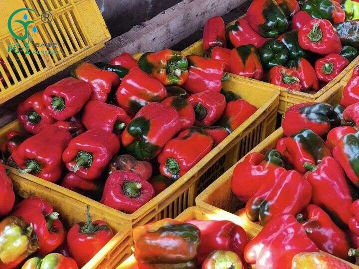 Capsicum greenhouse farming