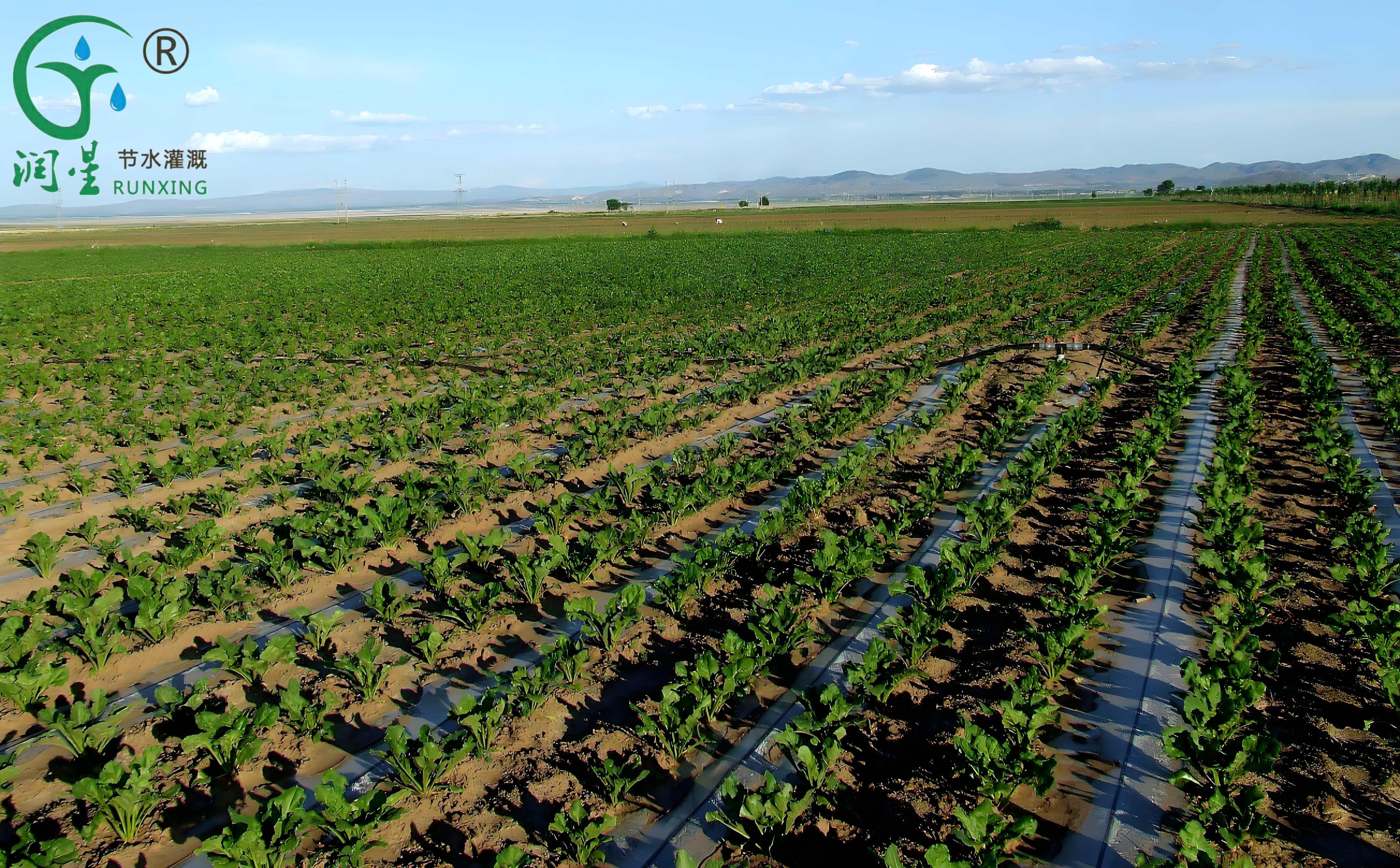 drip irrigation