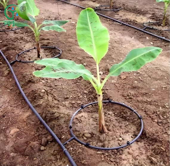 fruit tree irrigation