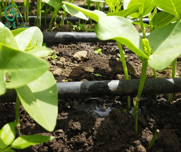 How to conduct drip irrigation?