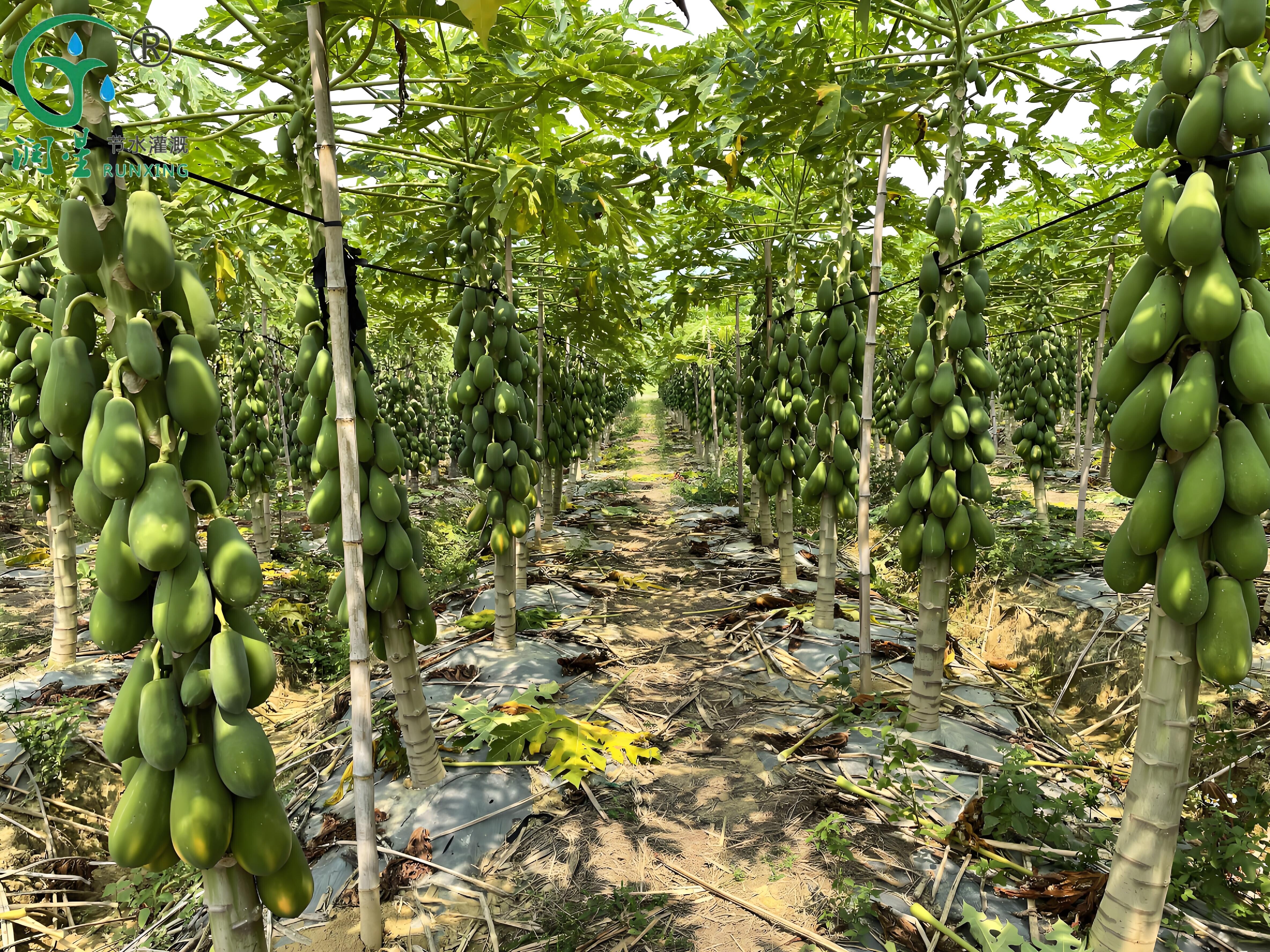 Pawpaw farming