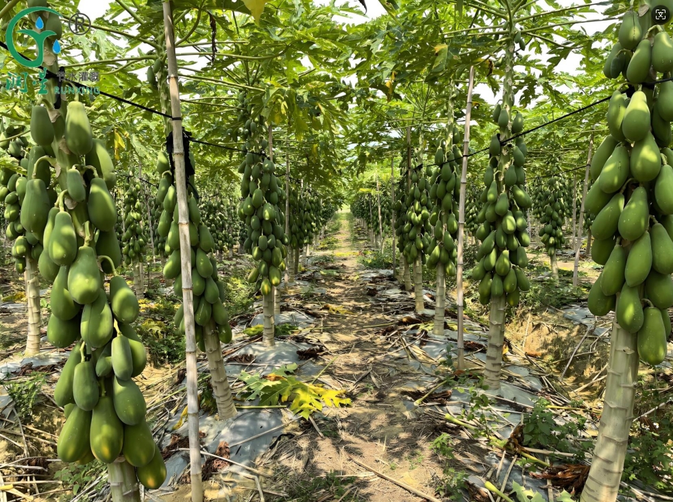 The papaya cultivation industry in the Americas