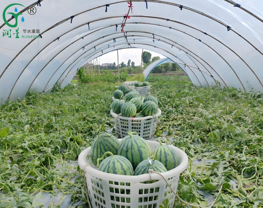 Watermelon cultivation in the Americas