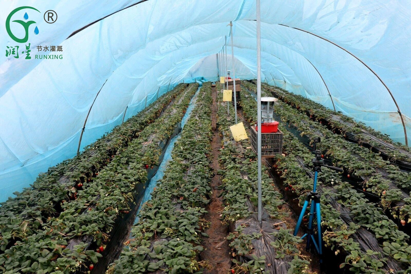 strawberry farming