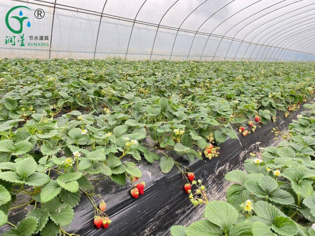 Strawberry Farming In the Americas