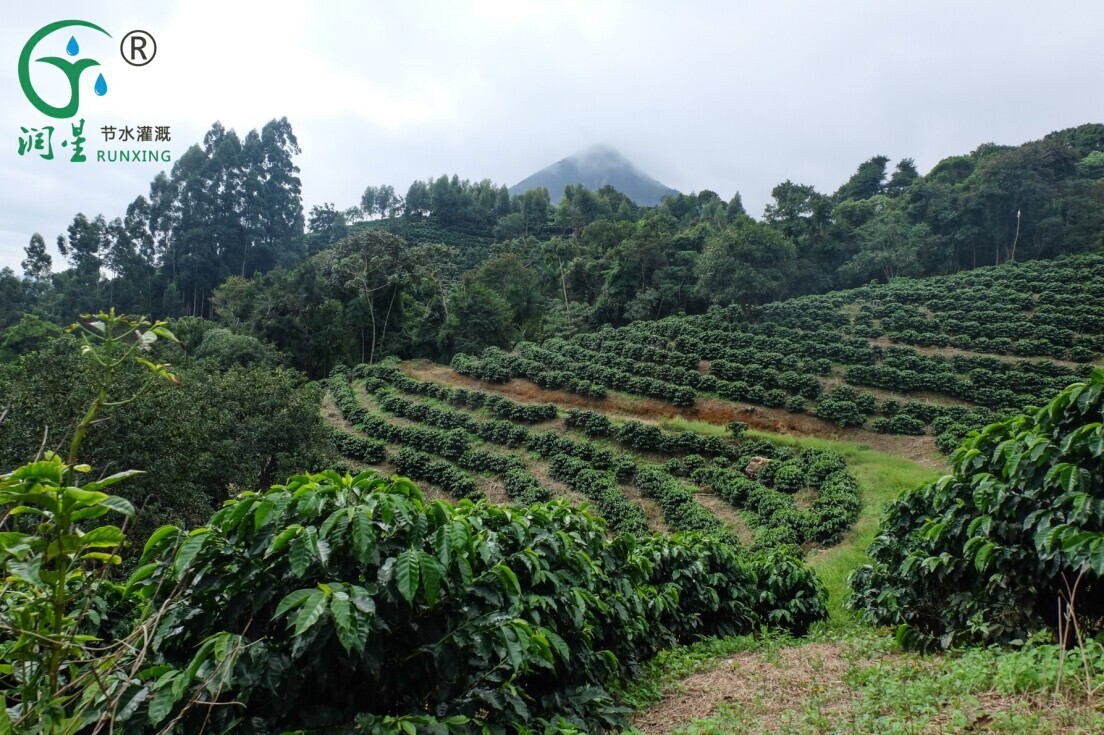 Coffee Bean Cultivation in South America: The Necessity of Drip Irrigation Systems and Efficient Cultivation Techniques