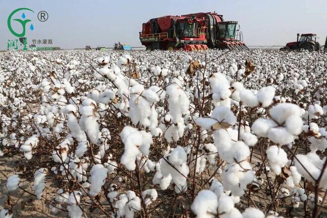 Cotton Cultivation