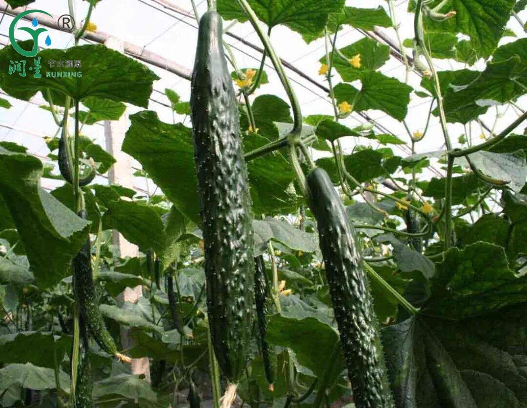 South American Cucumber Cultivation: The Importance of Drip Irrigation and Cultivation Tips
