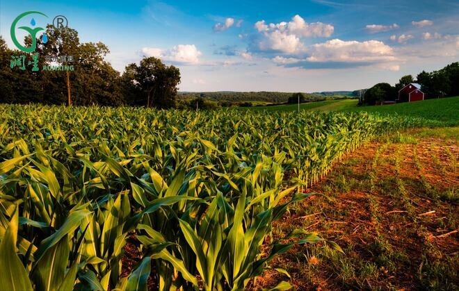 Maize Cultivation in South America: Enhancing Efficiency with Drip Irrigation Systems