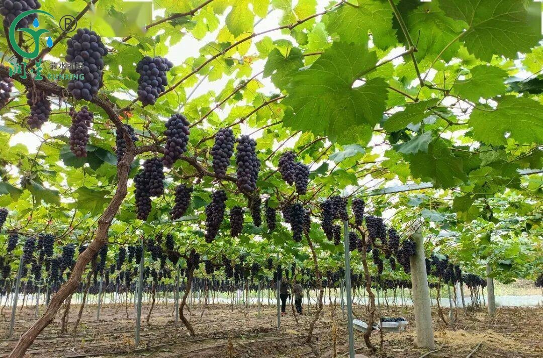 A Guide to Grape Cultivation and Drip Irrigation in South America
