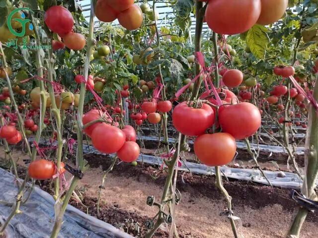 The Perfect Combination of Tomato Cultivation and Drip Irrigation Technology in South America