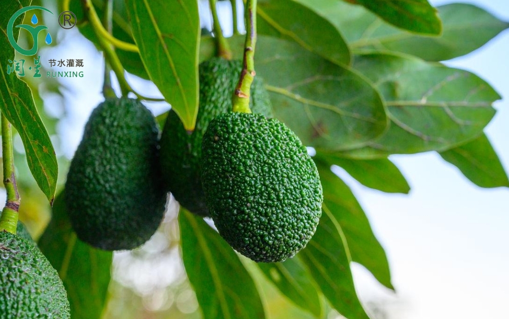 Avocado Cultivation in South America and Drip Irrigation Systems