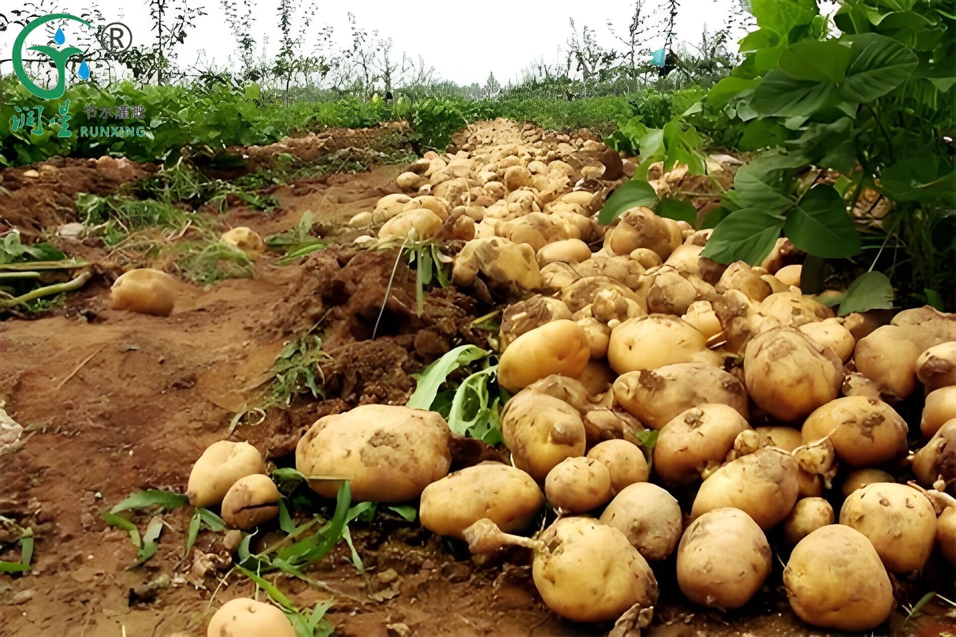 South American Potato Farming and Drip Irrigation Systems: A Comprehensive Guide