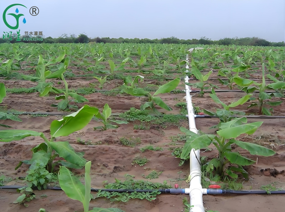 Irrigation with Drip Systems in Banana Cultivation in South America