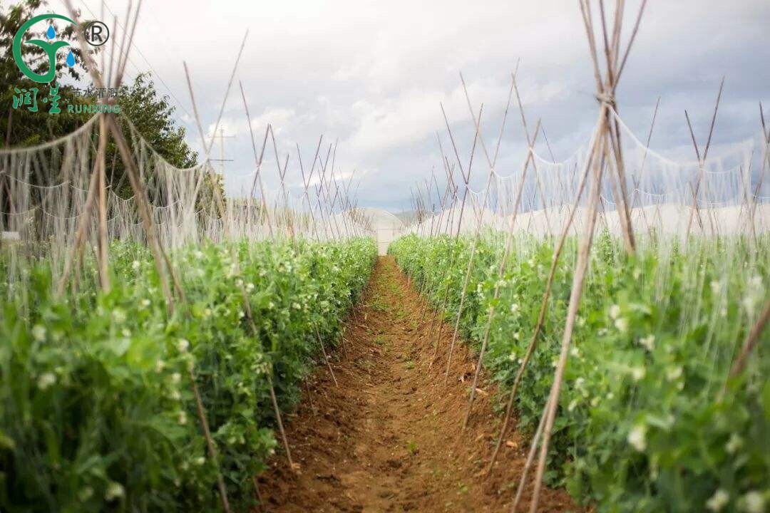 Pea Cultivation and Drip Irrigation Systems in South America: A Science Overview