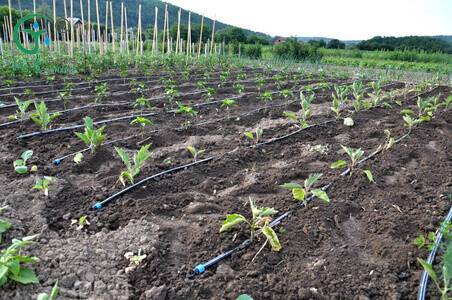 Eggplant Cultivation: The Importance of Drip Irrigation Systems and a Comprehensive Guide