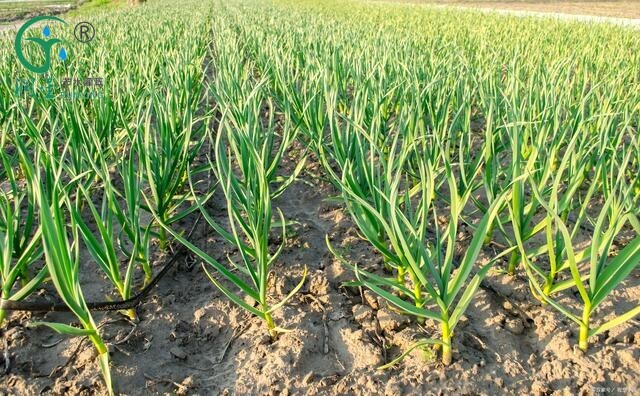 Garlic Cultivation: The Importance of Drip Irrigation and Efficient Growing Tips