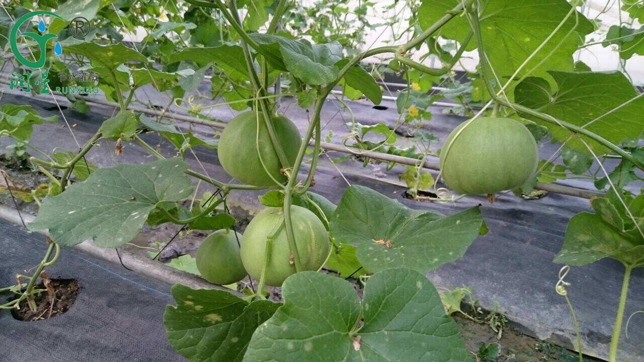 Melon Cultivation: The Importance of Drip Irrigation and Cultivation Techniques