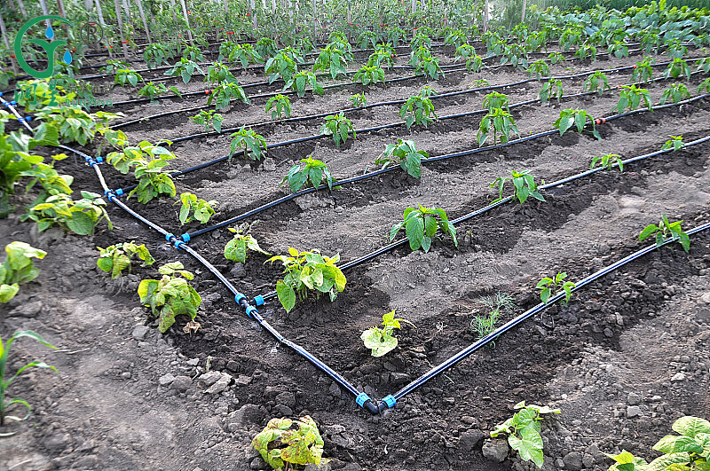 Oilseed Rape Cultivation and Drip Irrigation Systems: Creating Efficient, Bountiful Fields