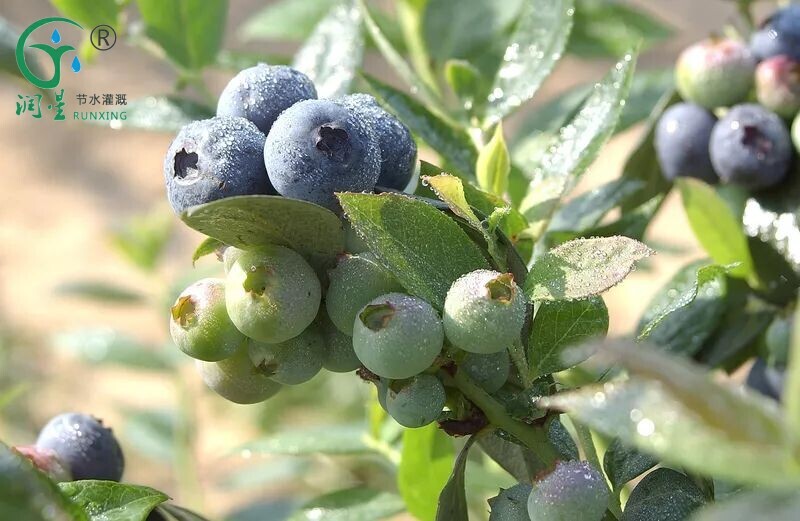 Peru Blueberry Cultivation: Enhancing Efficiency with Drip Irrigation Facilities