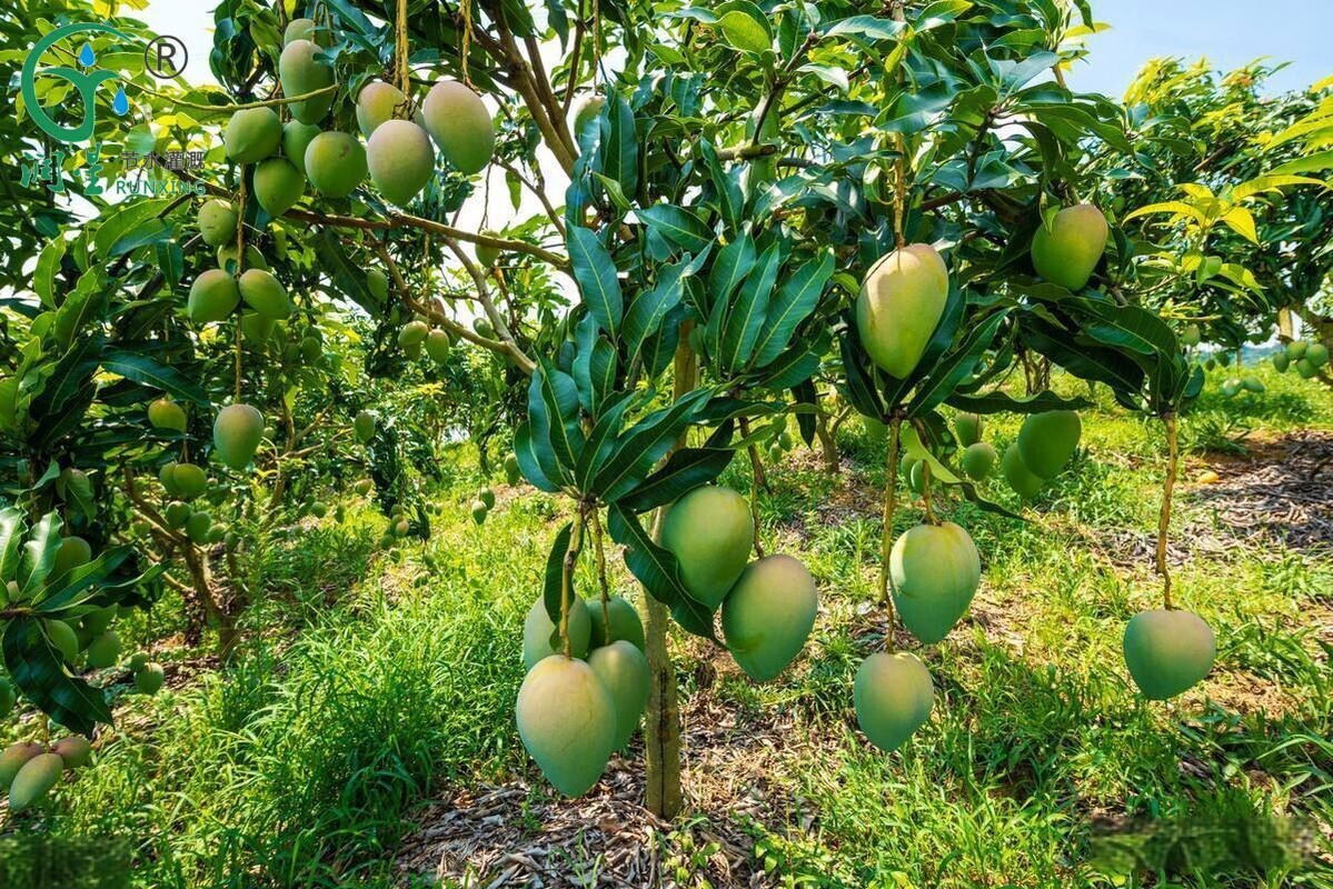 Mango Cultivation in Brazil: Enhancing Yield with Drip Irrigation Technology