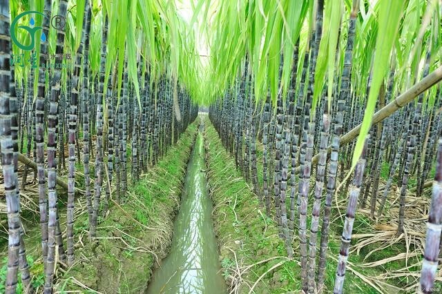 Brazilian Sugarcane Cultivation: The Importance of Drip Irrigation Technology