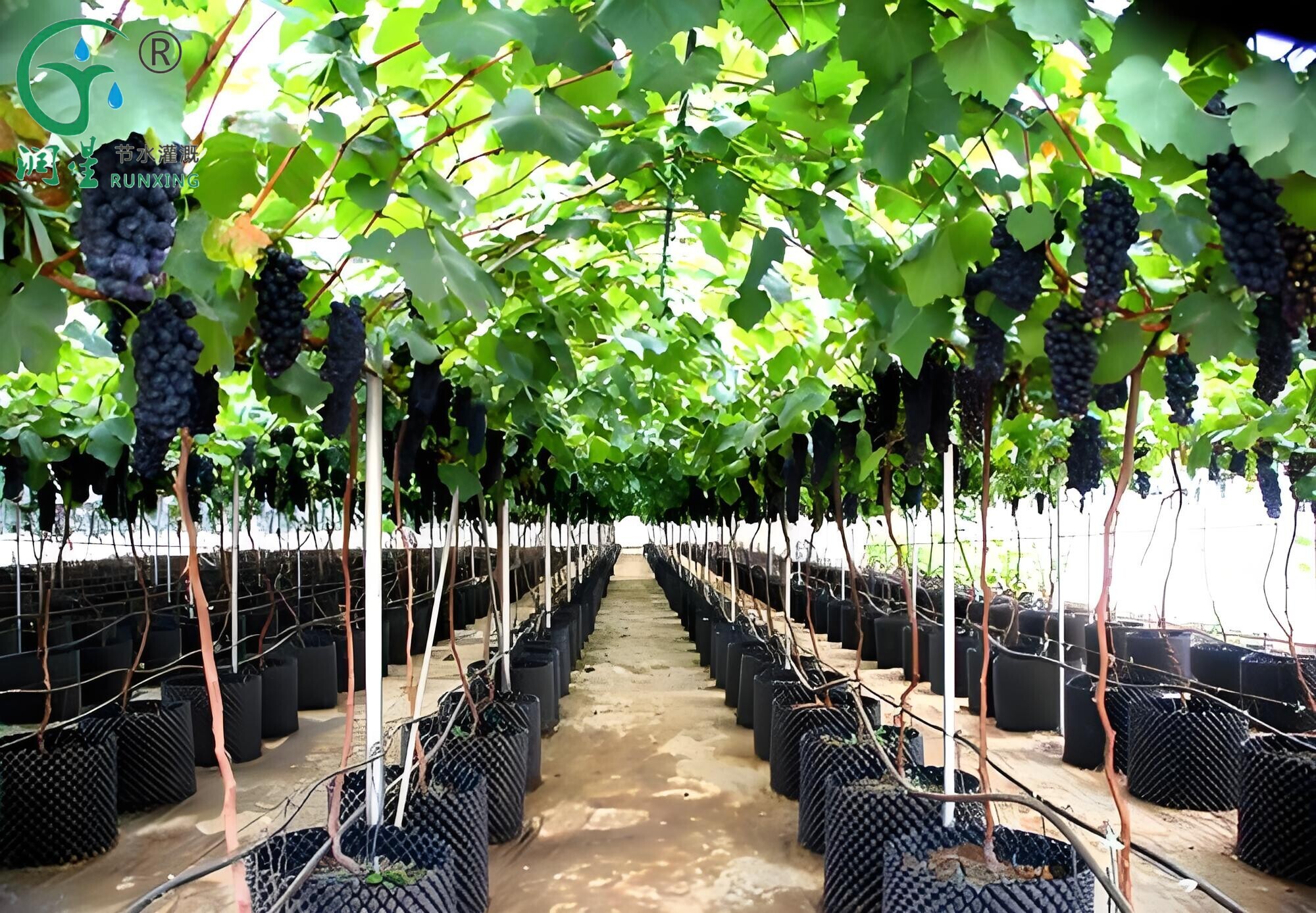 Brazilian Grape Cultivation and Drip Irrigation Technology Overview
